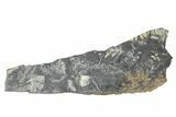 Fossil Seed Fern (Alethopteris) Plate - Pennsylvania #229343-1